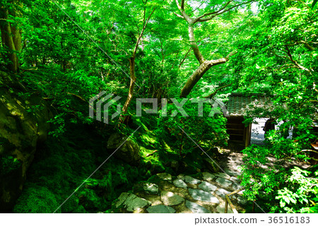 Shokoin stone steps 36516183