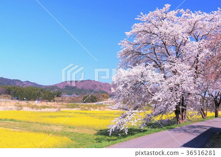 Somei Yoshino and rape field Somei Yoshino and rape field 36516281
