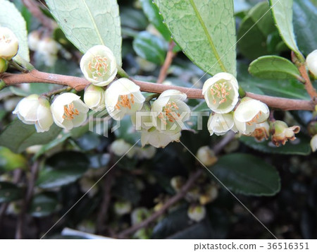 Male flower of Hama hisaki Male flower of Hama hisaki 36516351
