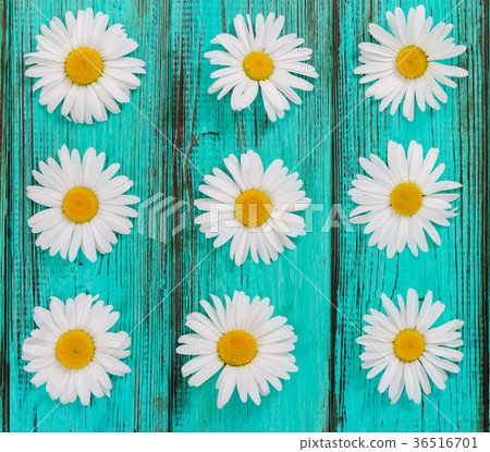 Flat lay composition with camomiles flowers 36516701