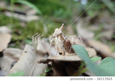 Unicorn mantis from thailand 36517603