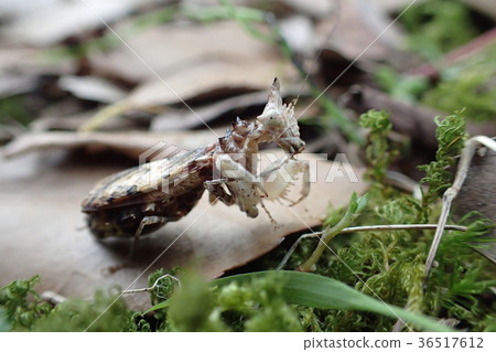 從泰國的獨角獸螳螂 36517612