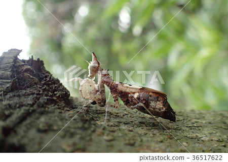 從泰國的獨角獸螳螂 36517622