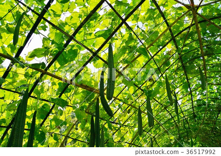 綠色窗簾的圖像圖片 36517992