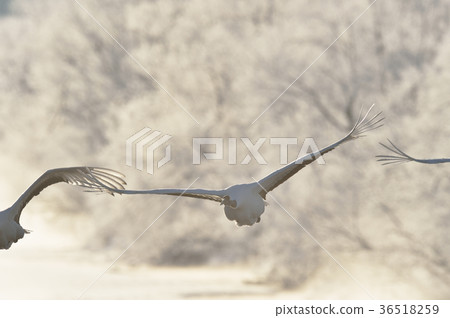 Tanzen（北海道）在凌晨從咆哮中飛過 36518259