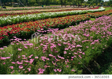 泰國Rama 9 Park(Suan Luang,Rama IX Park,Rama 9 Park) 泰國Rama 9 Park(Suan Luang,Rama IX Park,Rama 9 Park) 36518303