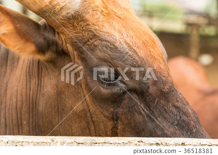 Watusi Bull 36518381