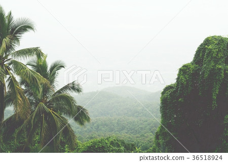 Coconut and liana vine climber   36518924