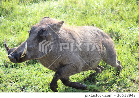 Wild boar running on the meadow Wild boar running on the meadow 36518942