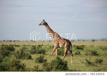 View of Masai Kirin Savannah View of Masai Kirin Savannah 36518950