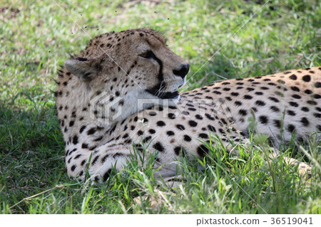 Cheetahs resting in the shade 36519041