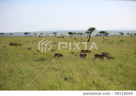 Flock of lions landscape of savanna Flock of lions landscape of savanna 36519094
