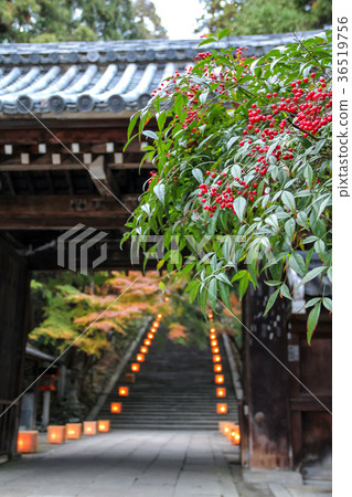 南天堂的紅色水果在Kokuzou Horinji寺的門和石階上 南天堂的紅色水果在Kokuzou Horinji寺的門和石階上 36519756