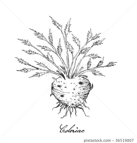 Hand Drawn of Fresh Celeriac Root with Leaves 36519807