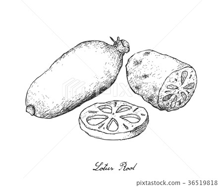 Hand Drawn of Lotus Root on White Background Hand Drawn of Lotus Root on White Background 36519818