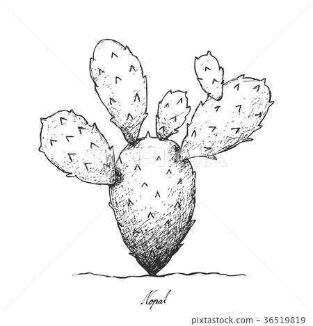 Hand Drawn of Nopal Cactus on White Background 36519819