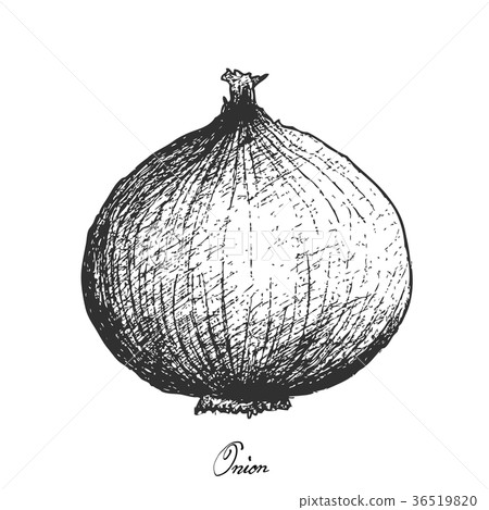 Fresh Yellow Onion on White Background 36519820