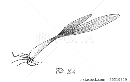 Hand Drawn of Wild Leek on White Background Hand Drawn of Wild Leek on White Background 36519829