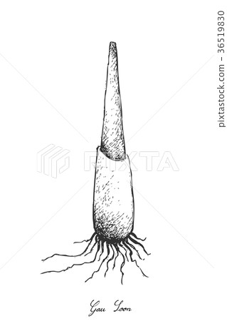 Hand Drawn of Gau Soon on White Background 36519830