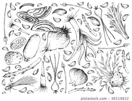 Hand Drawn of Bulb and Stem Vegetables Background Hand Drawn of Bulb and Stem Vegetables Background 36519832
