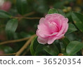 山茶花粉紅色 36520354