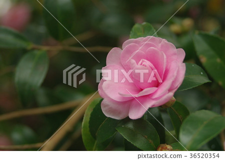 山茶花粉紅色 山茶花粉紅色 36520354