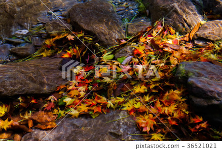 Maple of the riverbed Maple of the riverbed 36521021