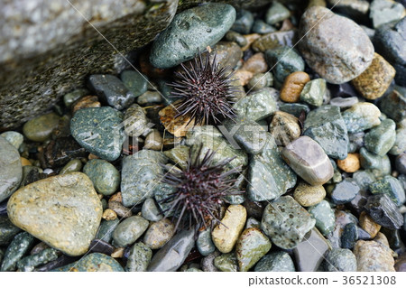 Sanriku sea urchin Sanriku sea urchin 36521308