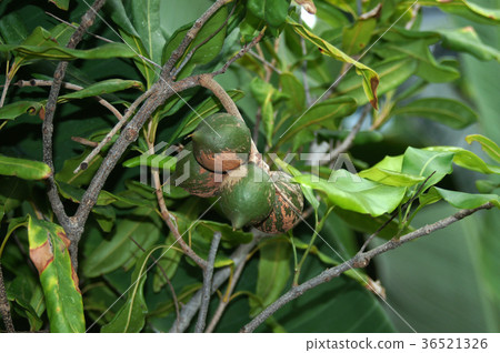 Macadamia nut 36521326