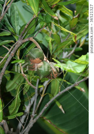 Macadamia nut 36521327