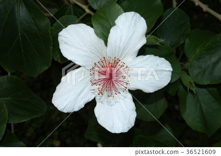 Hibiscus · Waimeae 36521609