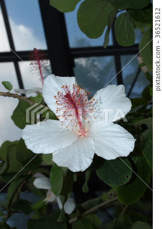 Hibiscus · Waimeae 36521612