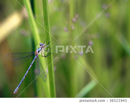 Ao Ititombo 36521943