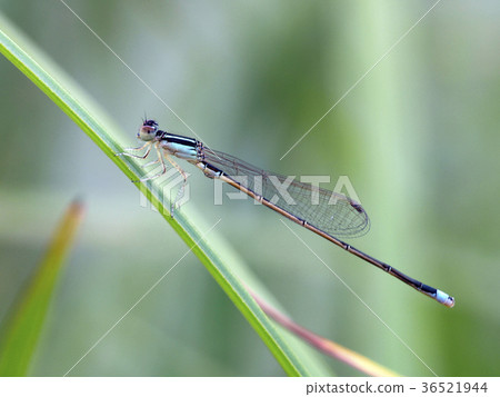 Asia Ittombo Asia Ittombo 36521944