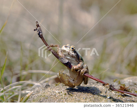 Tree frog 36521946
