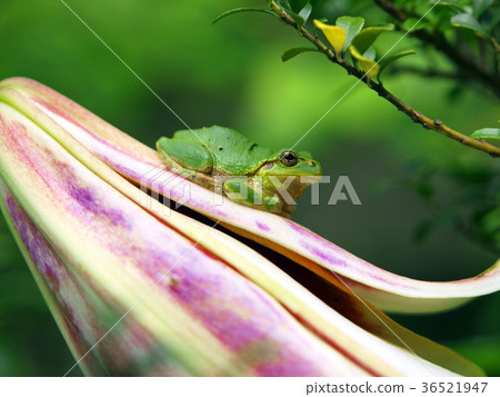 Tree frog Tree frog 36521947
