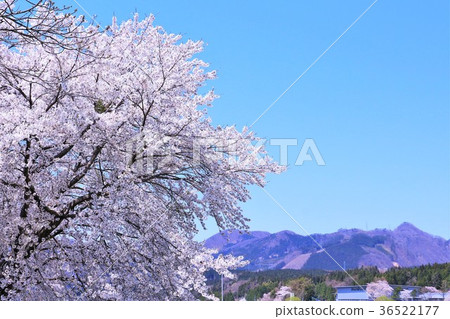 與清楚的天空和吉野櫻桃樹的藍天在盛開 36522177