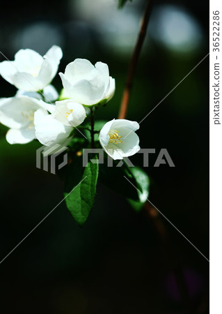Baikutsugi white flowers 36522286