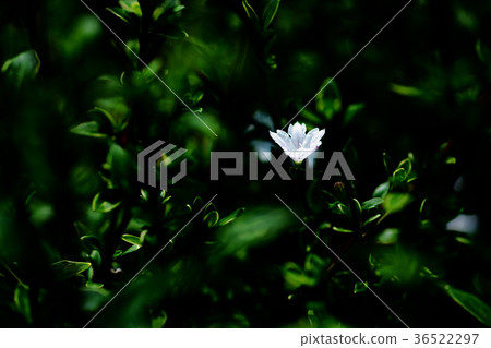 White small flower White small flower 36522297