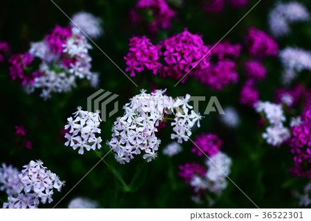 Shirene red and white flower 36522301