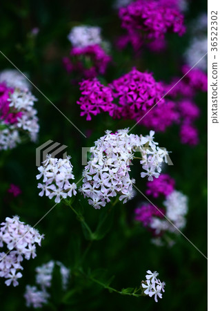 Shirene紅色和白花 36522302