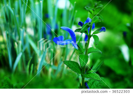 Salvia blue flower 36522303