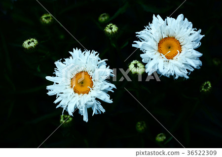 Shasta Daisy's white flowers 36522309