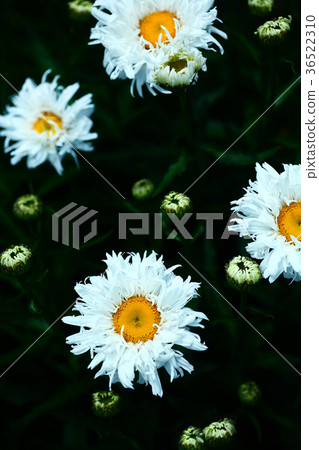 Shasta Daisy's white flowers Shasta Daisy's white flowers 36522310