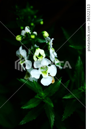 Angelonia white flower 36522313