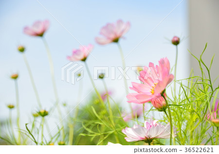 Cosmos 36522621