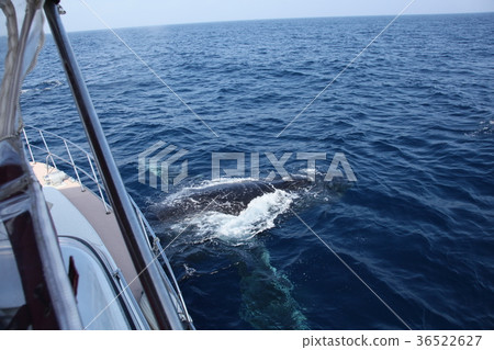 Okinawa Humpback Whale Humpback Whale Whale Whale Watching Mammal Whale Watching Kerama Islands 36522627