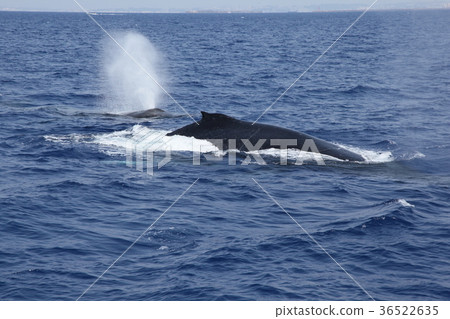 Okinawa Humpback Whale Humpback Whale Whale Whale Watching Mammal Whale Watching Kerama Islands 36522635