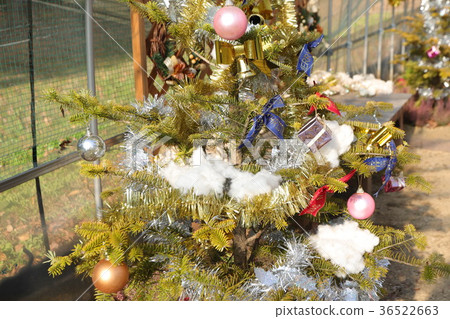 Nagai Botanical Garden Christmas 36522663