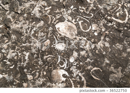 Fossil texture 36522750
